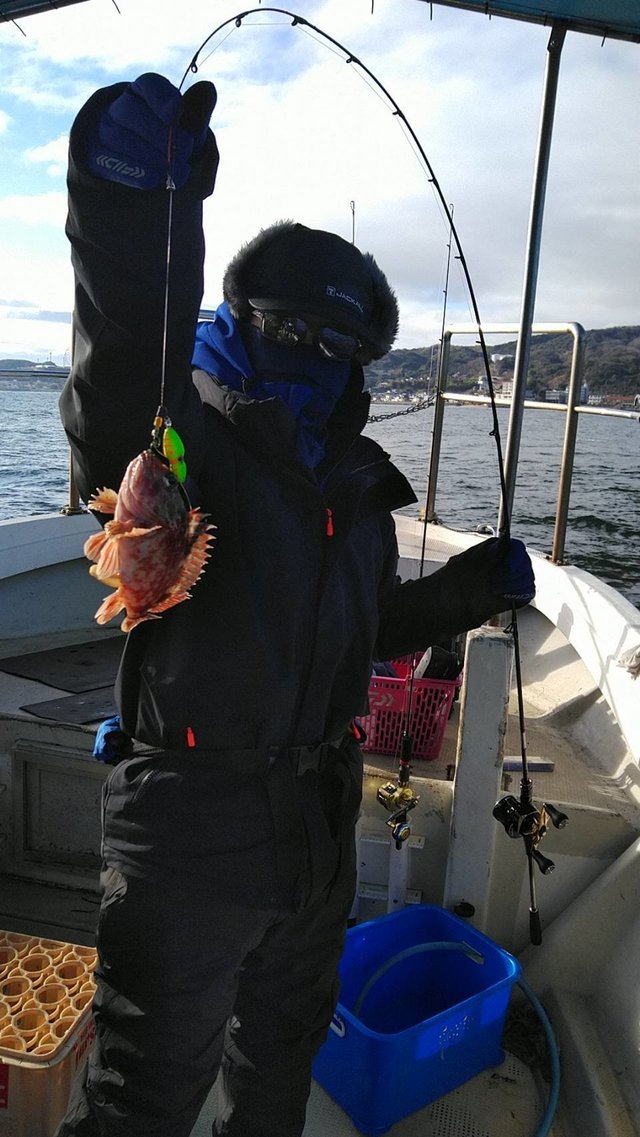 ガシラ(カサゴ)