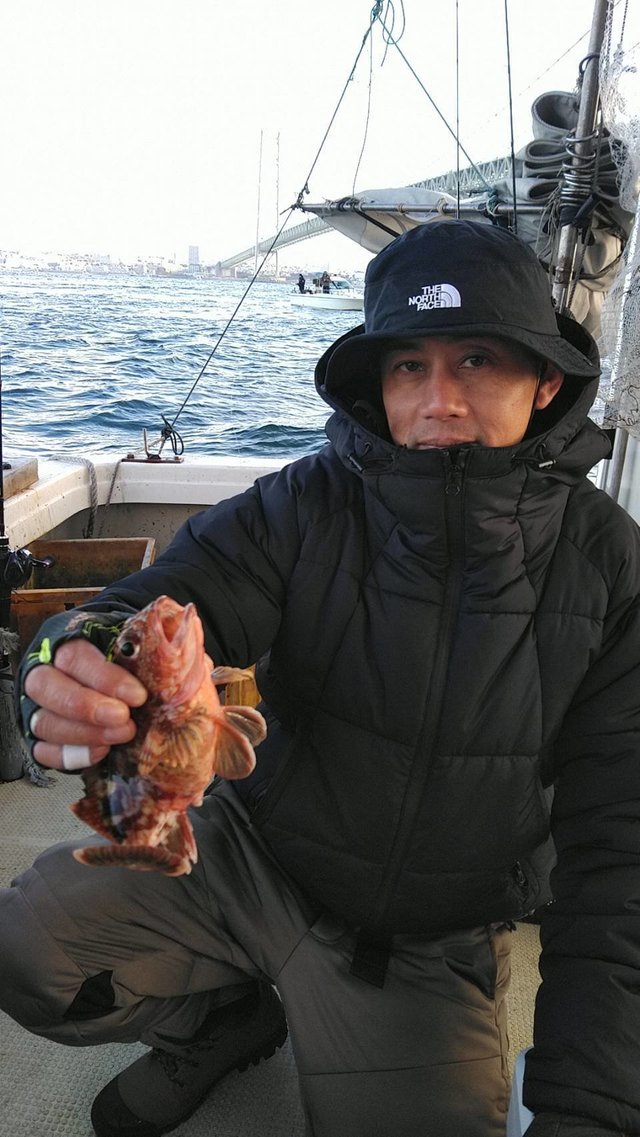 ガシラ(カサゴ)