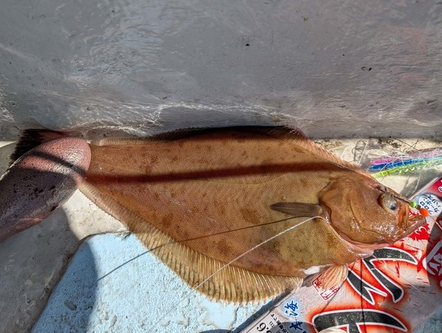 カレイ(マコガレイ)