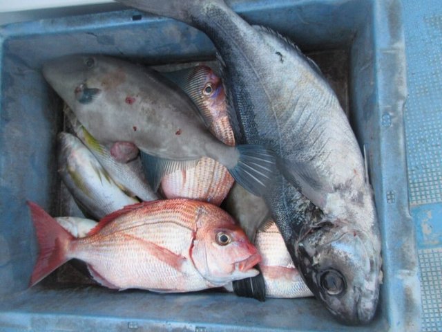 チダイ・イサキ・メダイ・ウマヅラハギ