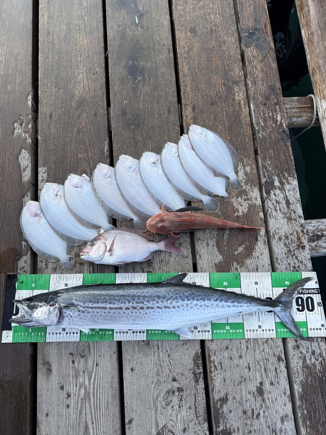 タイ(マダイ)・サワラ・ホウボウ・ガンゾウヒラメ(ガンゾウビラメ)