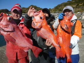 ベニアコウ(オオサガ)