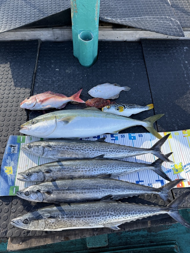 タイ(マダイ)・ブリ・サワラ・ホウボウ