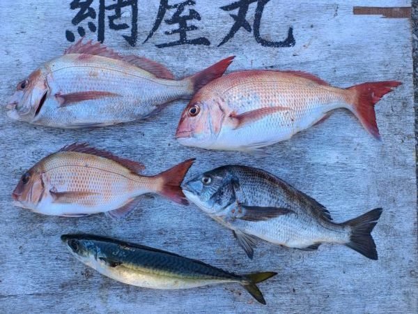 マダイ・クロダイ・サバ(ゴマサバ)