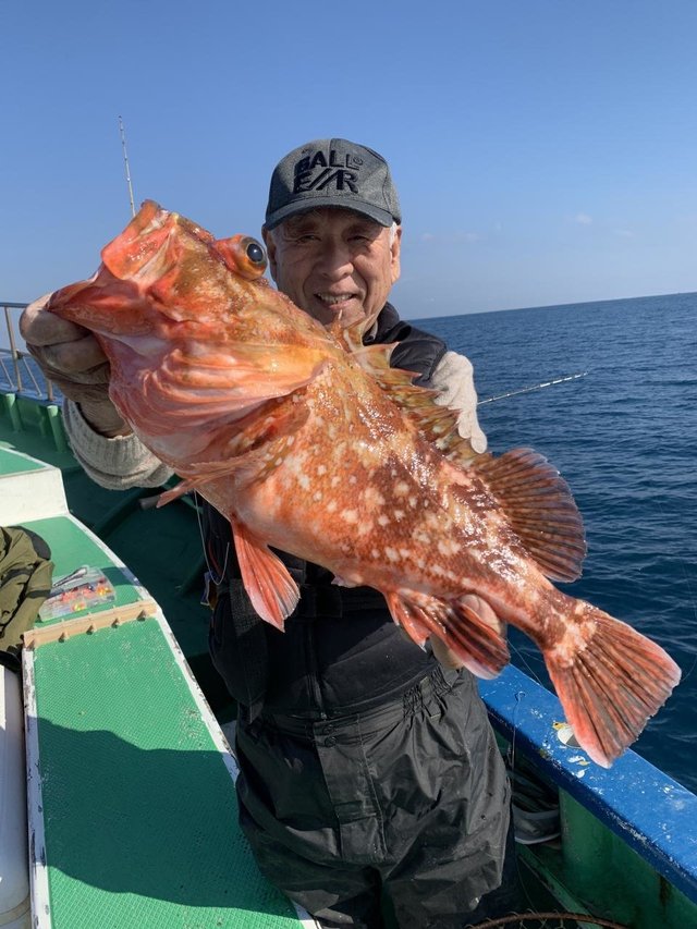 カンコ(ウッカリカサゴ)