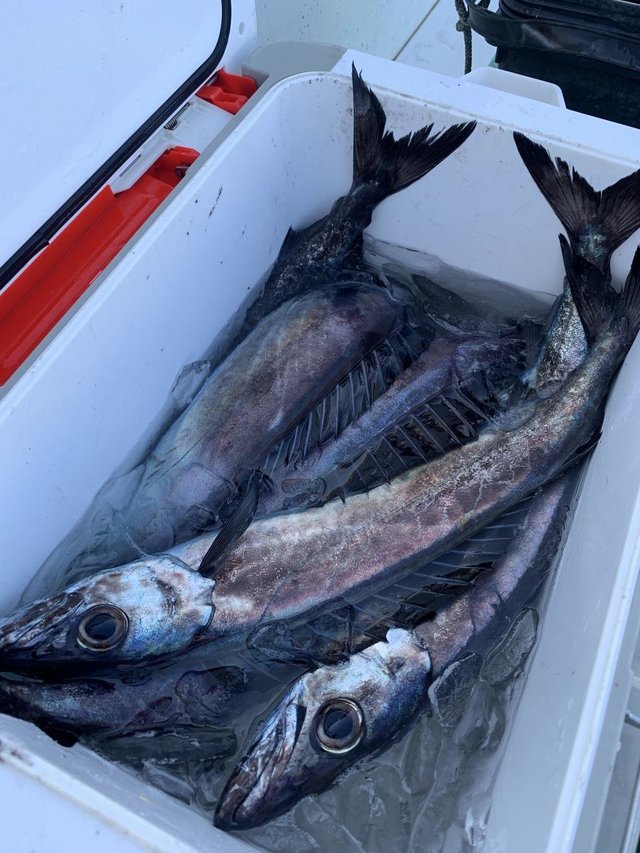 スミヤキ(クロシビカマス)