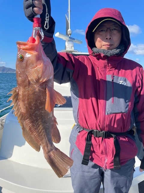 アコウ(キジハタ)