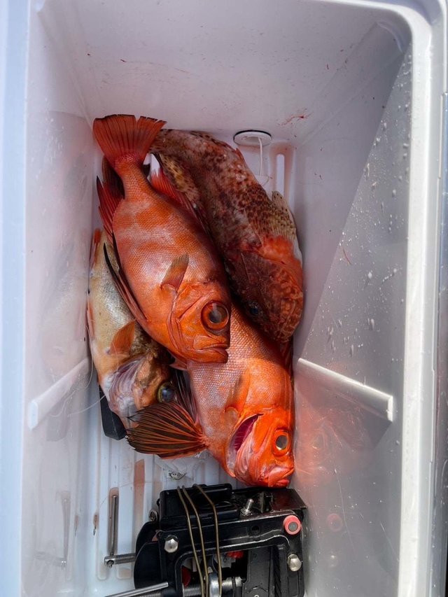 キントキ(チカメキントキ)・メバル