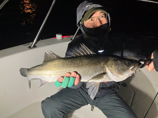 シーバス(スズキ)