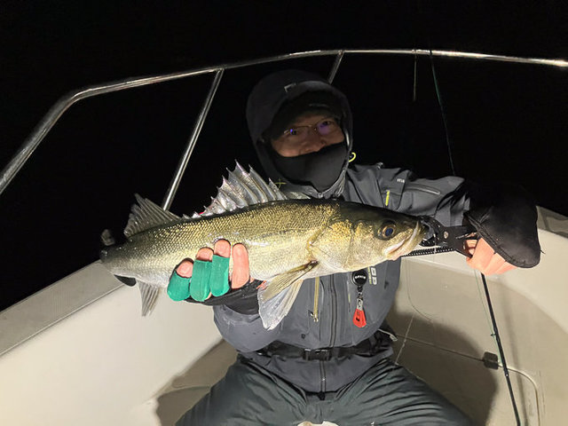 シーバス(スズキ)