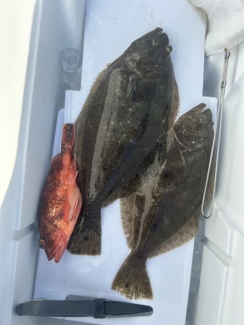 カサゴ・ヒラメ