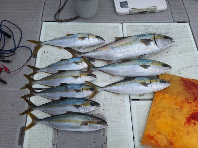 ヒラス(ヒラマサ)