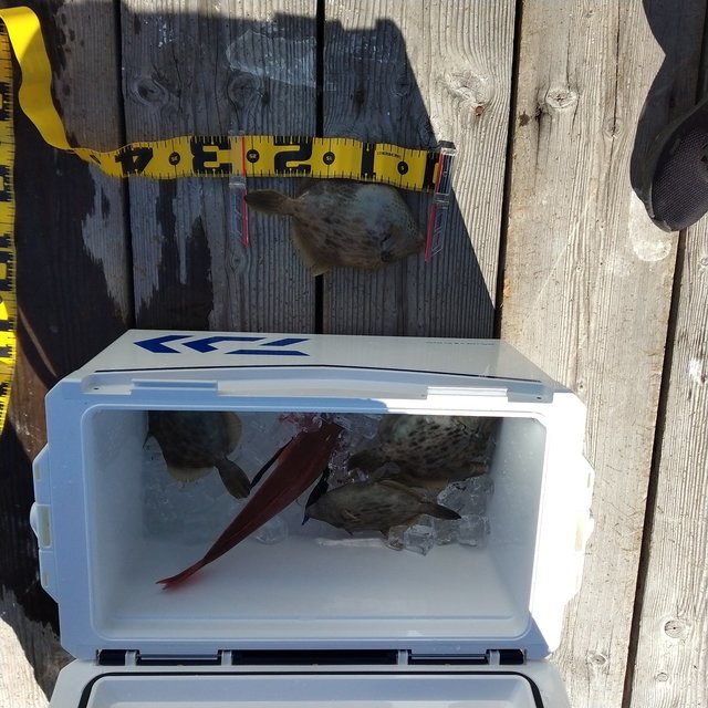 ホウボウ・カワハギ