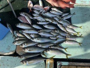 マアジ・マサバ