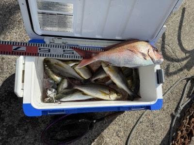 マダイ・マアジ・イサギ(イサキ)