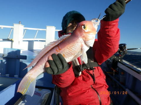 アマダイ(アカアマダイ)