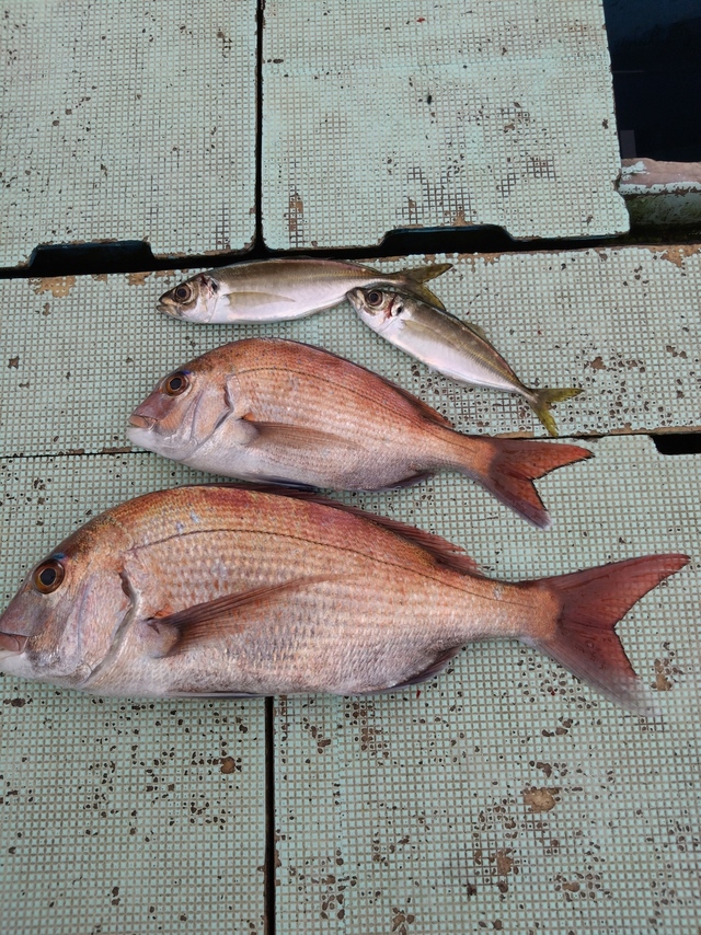 タイ(マダイ)・アジ(マアジ)