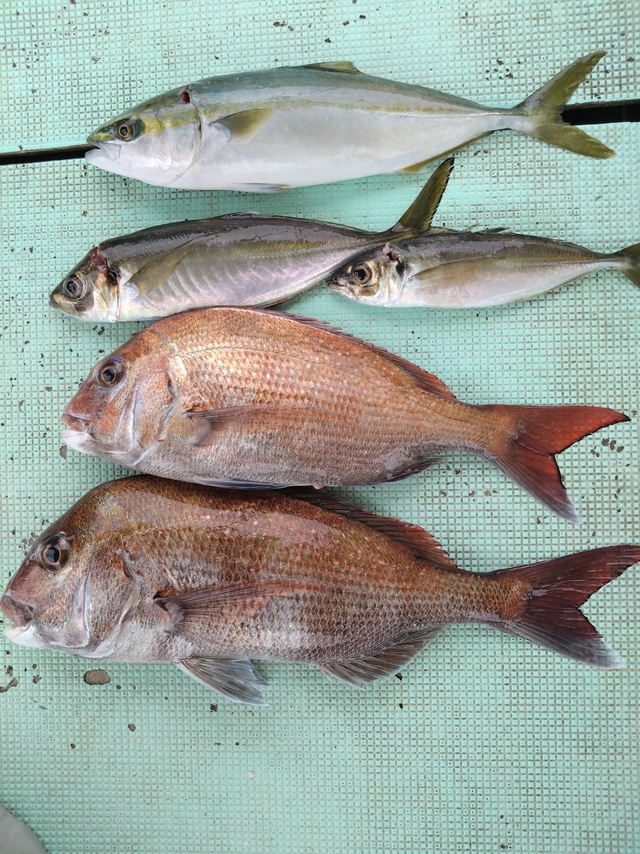 タイ(マダイ)・アジ(マアジ)・ツバス(ブリ)