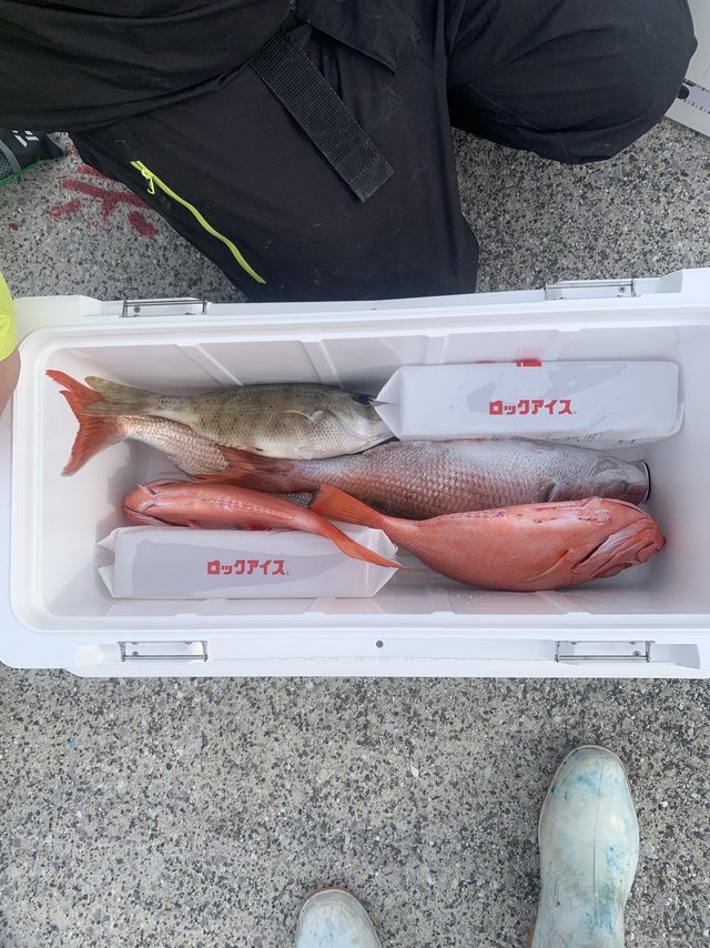 キントキ(チカメキントキ)