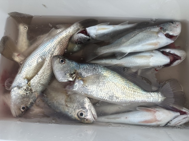 イシモチ(シログチ)