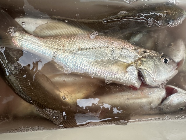 イシモチ(シログチ)