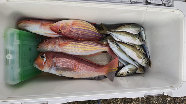 アジ(マアジ)・アマダイ(アカアマダイ)・イトヨリ(イトヨリダイ)