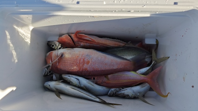 アジ(マアジ)・アマダイ(アカアマダイ)