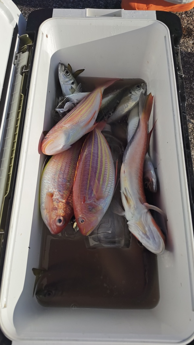 イトヨリ(イトヨリダイ)