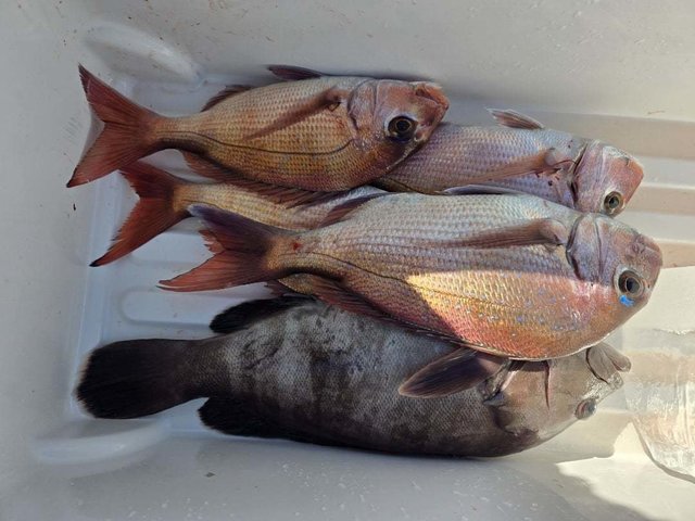 マダイ・ハタ(マハタ)