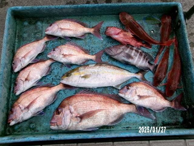 マダイ・カンパチ・カサゴ・ホウボウ・ハタ(マハタ)