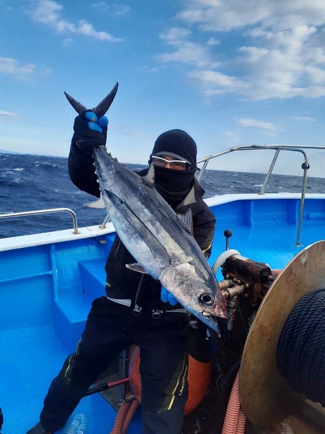 ビンチョー(ビンナガ)