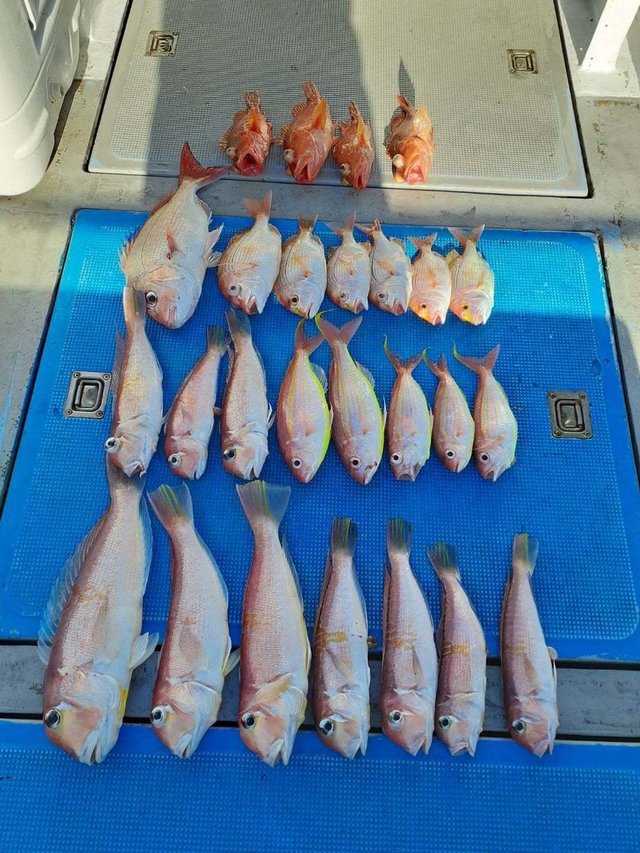 アマダイ(アカアマダイ)