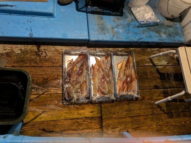 マイカ(ケンサキイカ)