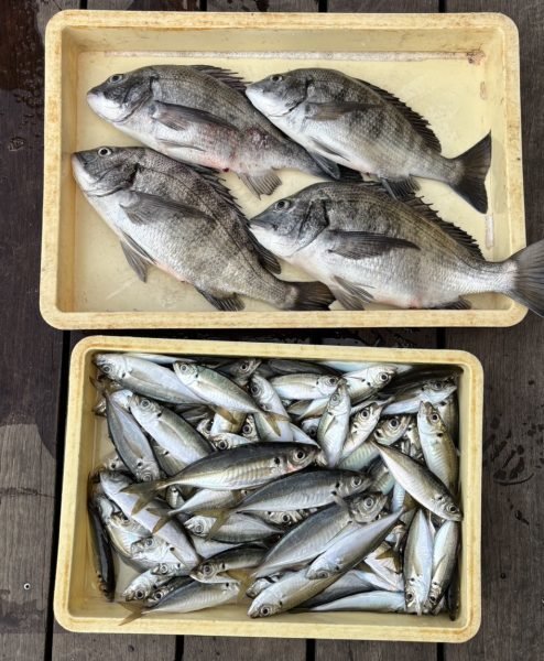 クロダイ・アジ(マアジ)