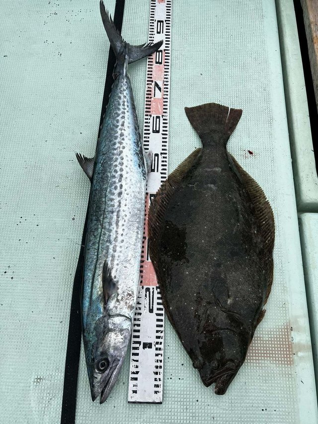 サワラ・ヒラメ