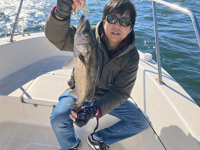 シーバス(スズキ)