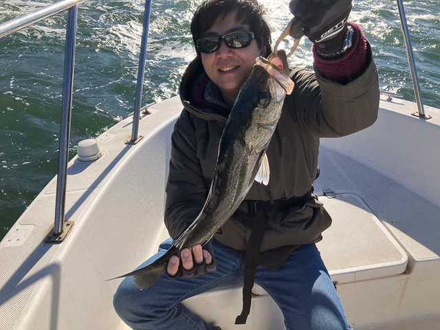 シーバス(スズキ)