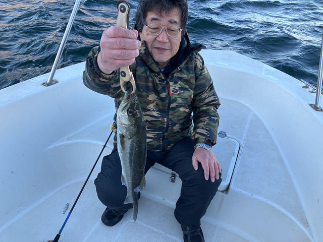 シーバス(スズキ)