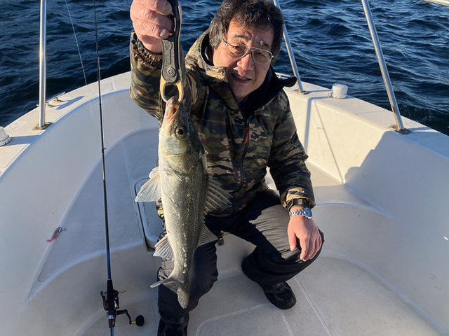 シーバス(スズキ)