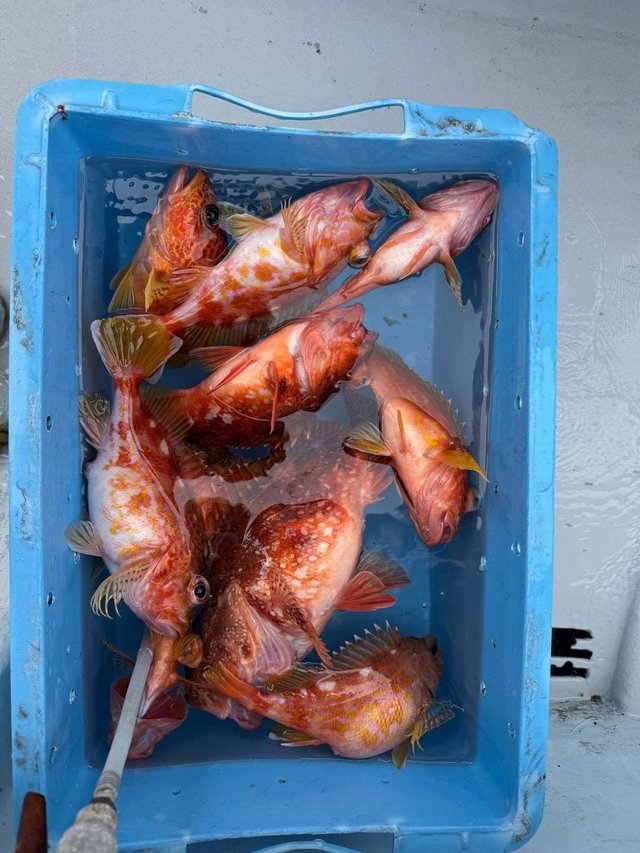 カンコ(ウッカリカサゴ)・アヤメカサゴ