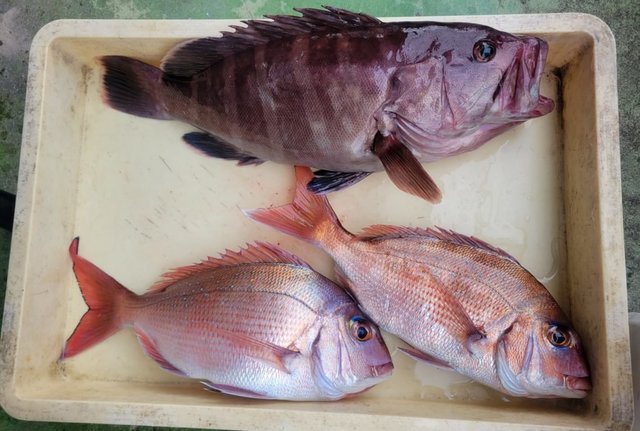 マダイ・ハタ(マハタ)