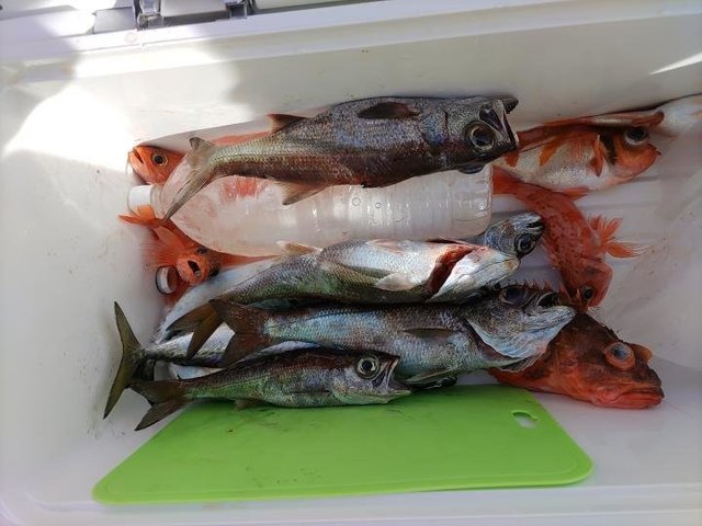 クロムツ・カサゴ・ユメカサゴ