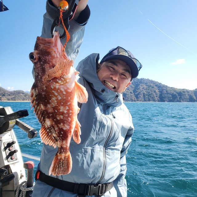 アコウ(キジハタ)