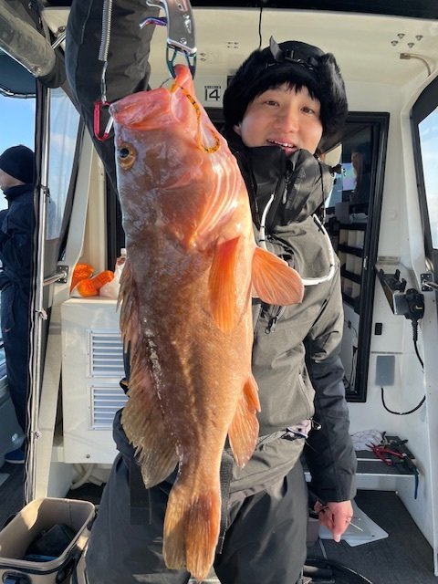 アコウ(キジハタ)