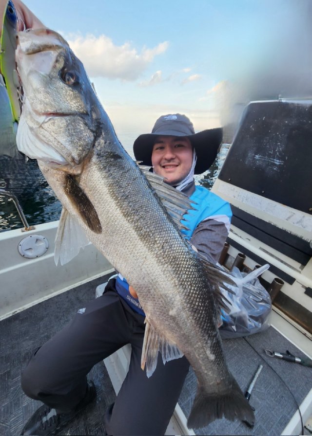 シーバス(スズキ)