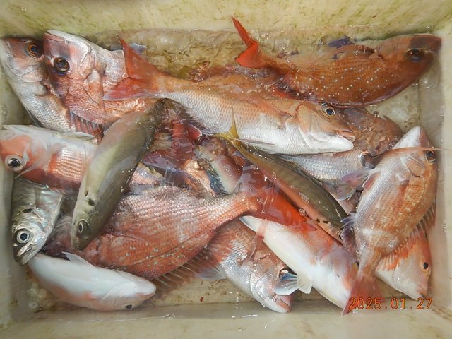 マダイ・レンコダイ(キダイ)・ハナダイ(チダイ)・アジ(マアジ)