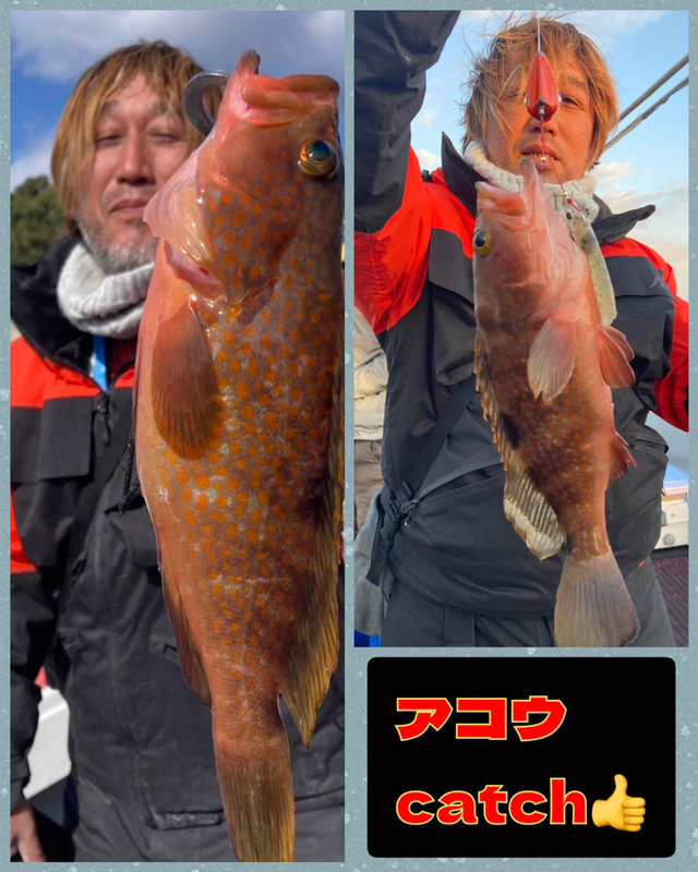 アコウ(キジハタ)