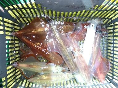 ヤリイカ・マイカ(ケンサキイカ)