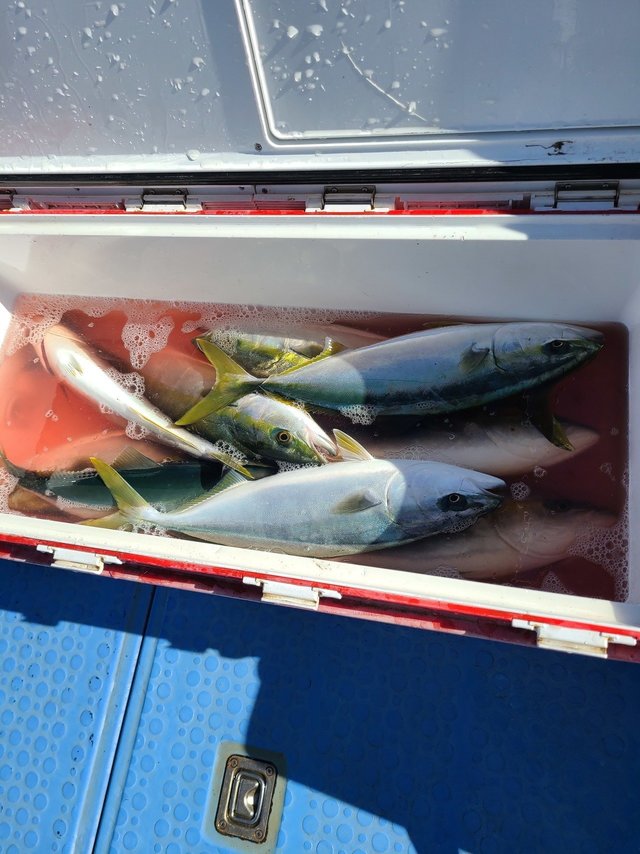 マダイ・イナダ(ブリ)・ワラサ(ブリ)