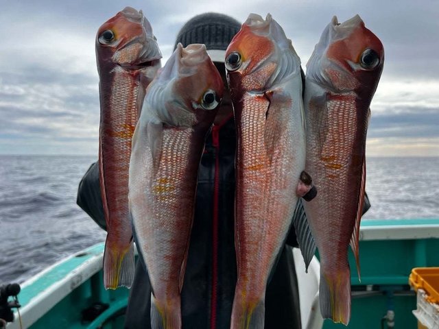 アマダイ(アカアマダイ)